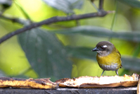 Chlorospingus flavopectus